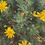 Euryops pectinatus Floro