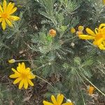 Euryops pectinatus 花