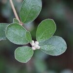 Correa alba Leaf