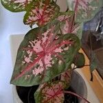 Caladium bicolorLeaf