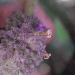 Trichostachys aurea Flor