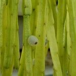 Rhipsalis micrantha Gyümölcs