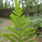 Polypodium interjectum ഇല