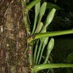 Syngonium macrophyllum Corteza