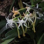 Cyrtorchis hamata Flor