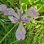 Iris tenax Kukka