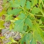 Cardiospermum halicacabum Feuille