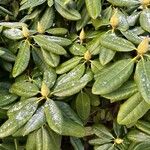 Rhododendron ponticum Levél