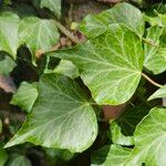 Hedera canariensis Leaf