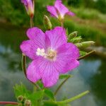 Epilobium hirsutum Floro