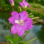 Epilobium hirsutum Floare