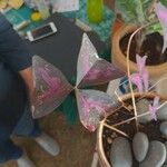 Oxalis triangularis Leaf