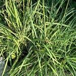 Bothriochloa bladhii Folha