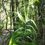 Flagellaria indica Leaf