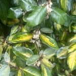 Elaeagnus pungens Folha