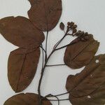 Huberodendron swietenioides Anders