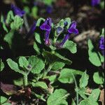 Scutellaria tuberosa Hábito