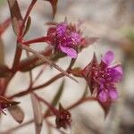 Nesaea erecta Flower