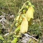 Digitalis grandifloraFlower