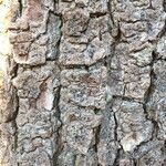 Quercus suber Bark