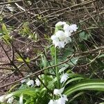 Allium paradoxum Blatt