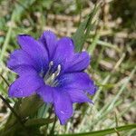 Gentiana pyrenaica Flower
