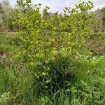 Euphorbia amygdaloidesLeaf