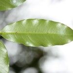 Syzygium cordemoyi Hoja