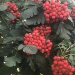 Sorbus americanaഫലം