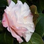 Camellia oleifera ফুল