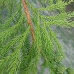 Cryptomeria japonica Kéreg