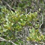Morella cerifera Hábito