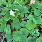 Oxalis purpurea Flor