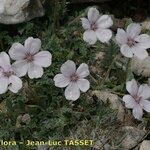 Erodium saxatile Hábito