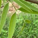 Garcinia brasiliensis Hoja