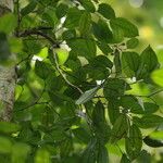 Celtis prantlii Hábito