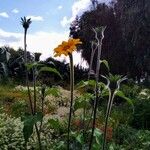 Tithonia tubaeformis Blüte