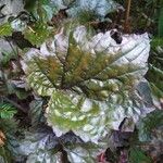 Heuchera micrantha Folha