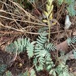 Hoffmannseggia glauca Leaf