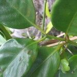Cyclophyllum fragrans Leaf