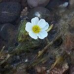 Ranunculus trichophyllus Fleur