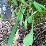 Leucanthemum graminifolium Hoja