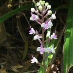 Cynorkis ridleyi Flower