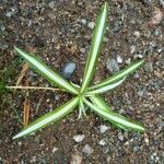 Chlorophytum comosum Habit