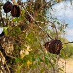 Combretum apiculatum Fruit