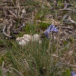 Scilla monophyllos Flower