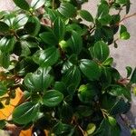 Peperomia glabella List