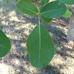 Tabebuia heterophylla Levél