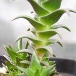 Crassula alpestris Hábito
