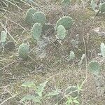 Opuntia macrorhiza Virág